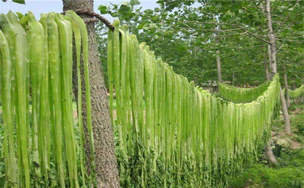 贡菜批发价格