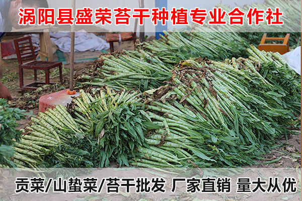 聊城哪里有贡菜供应厂家电话