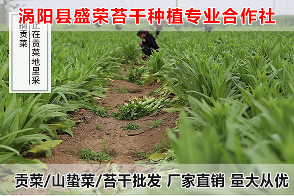 甘肃哪里有提供贡菜厂家