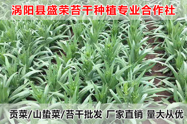 桂林哪里有批发贡菜厂家