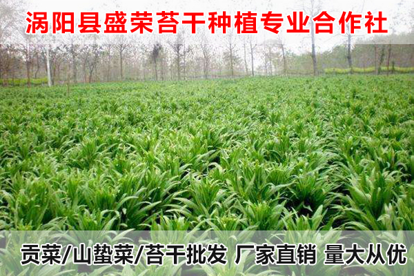 西安哪里有出售大量贡菜厂家电话