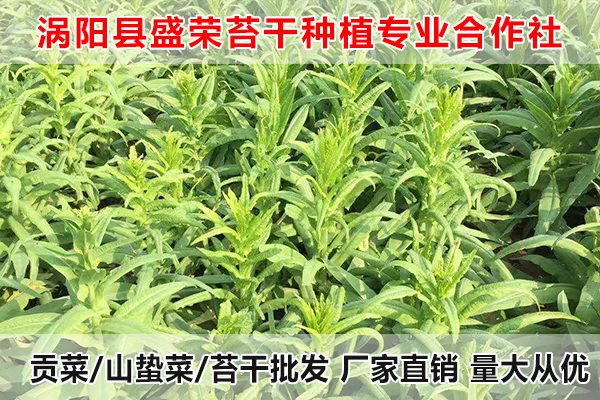 滁州哪里有售卖大量贡菜厂家电话