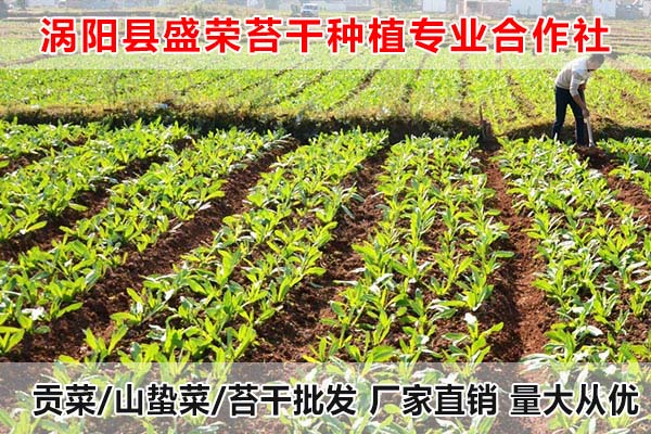 抚州哪里有贡菜大量供应厂家电话