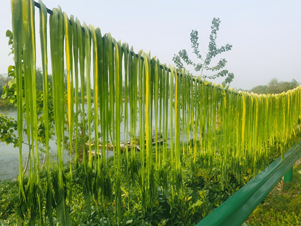干贡菜 干贡菜