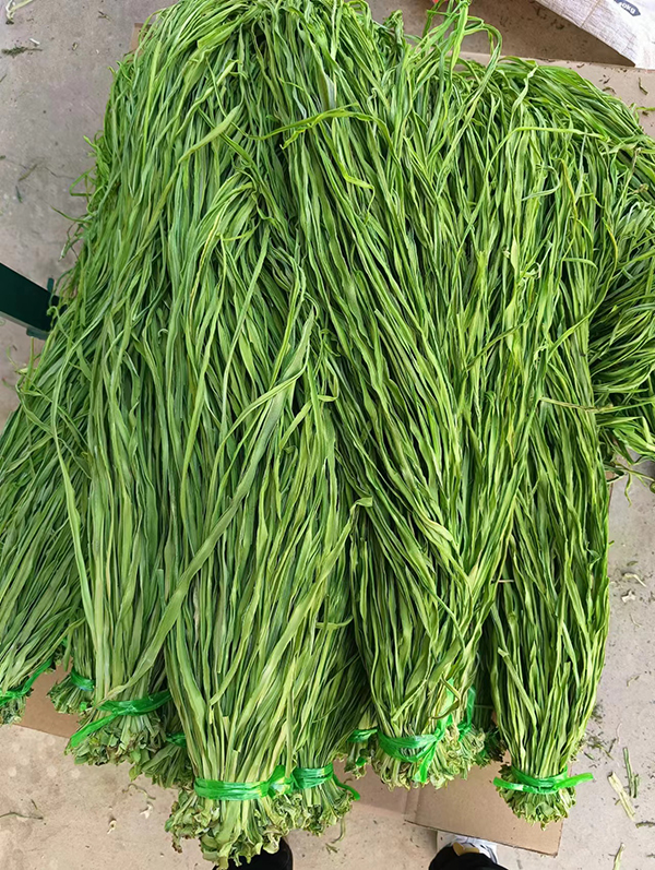 贡菜批发 贡菜批发